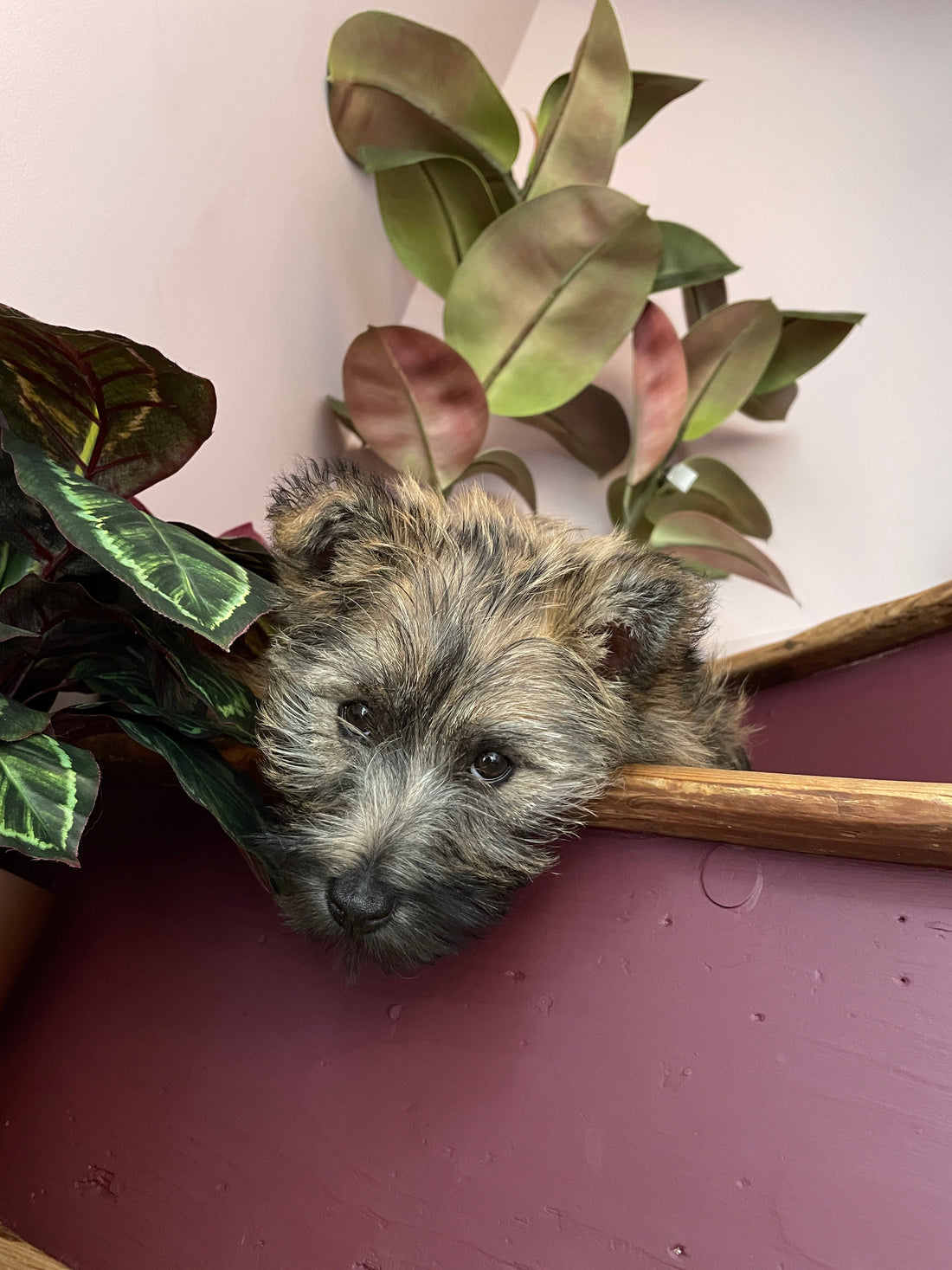 What Dog Breed Is Right for Me? The Ultimate Guide to Choosing Your Perfect Puppy