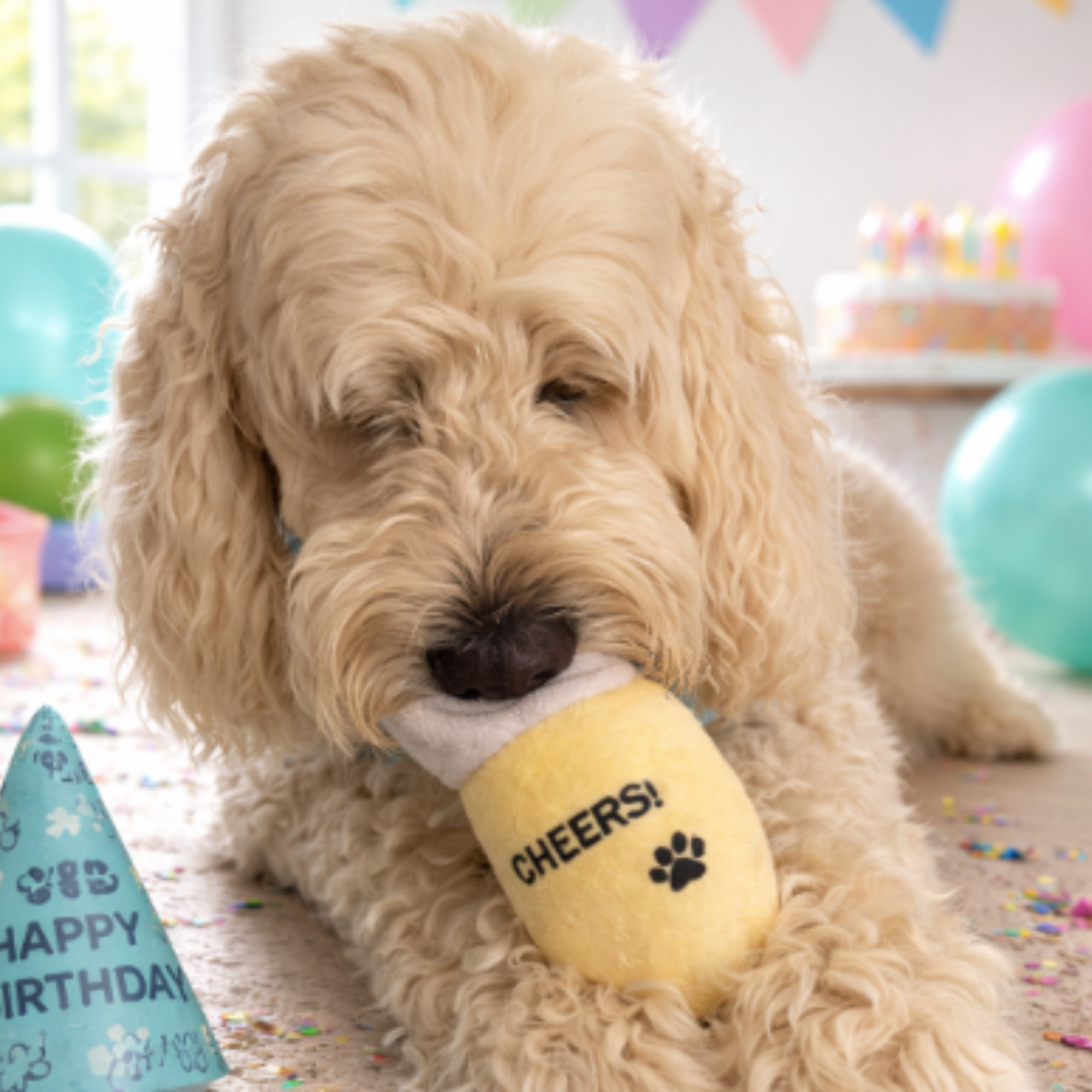 Meet the Goldendoodle: The Happy-Go-Lucky Companion