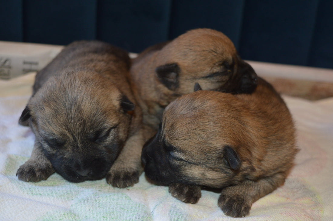 Top Puppy Name Trends for 2025: Inspiration for New Pet Parents
