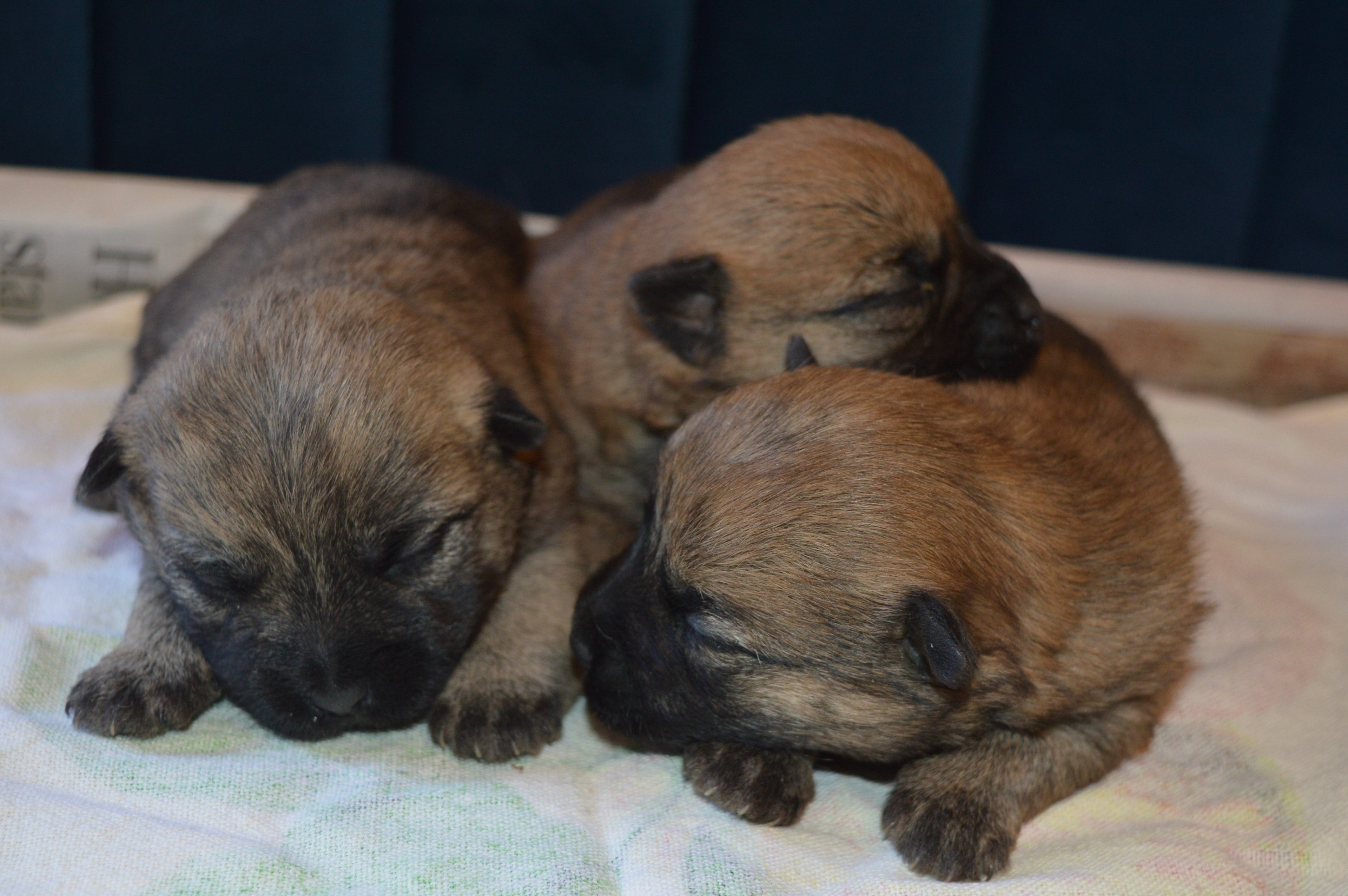 Top Puppy Name Trends for 2025: Inspiration for New Pet Parents