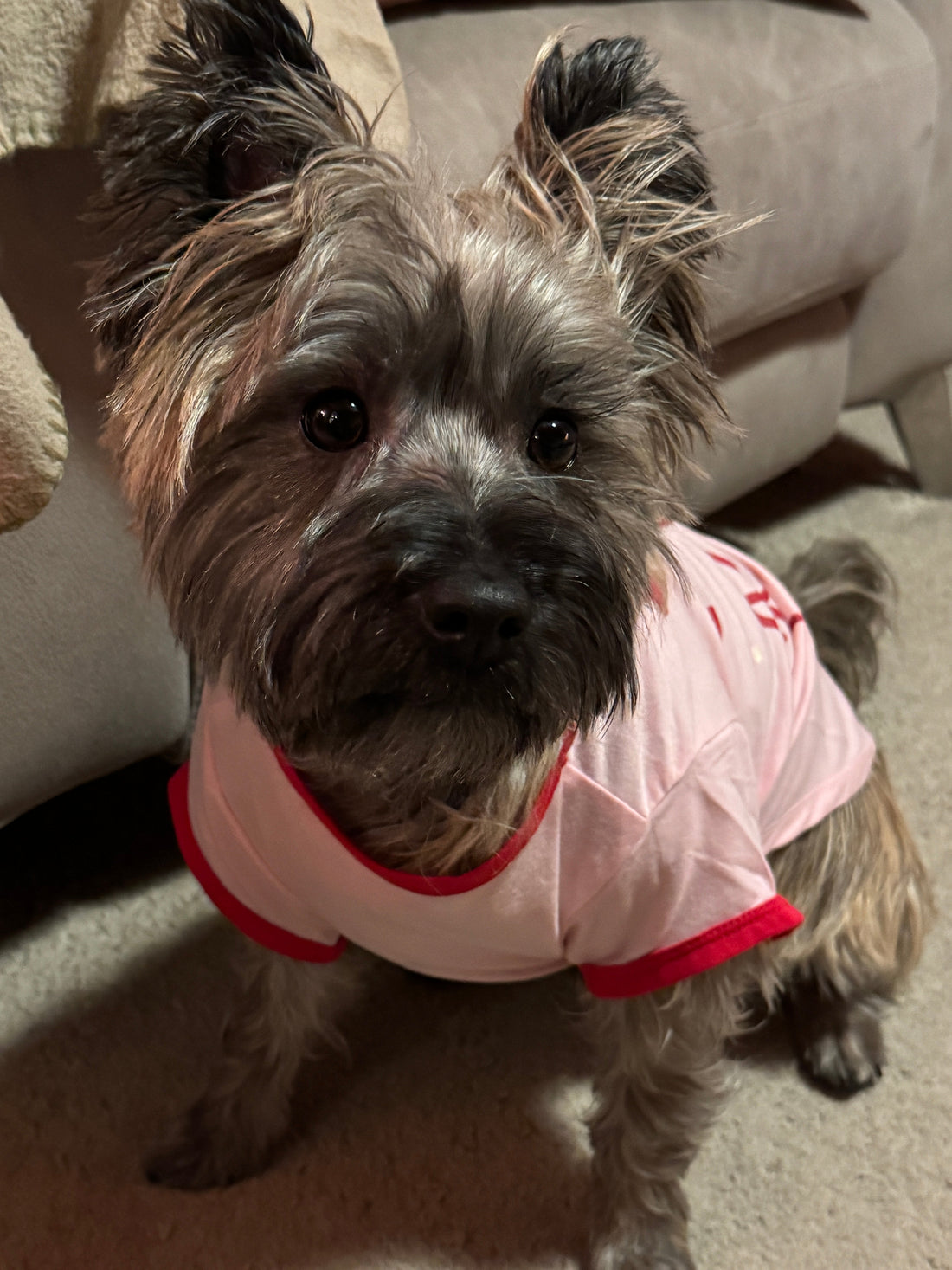 Meet the Cairn Terrier: A Spirited Companion