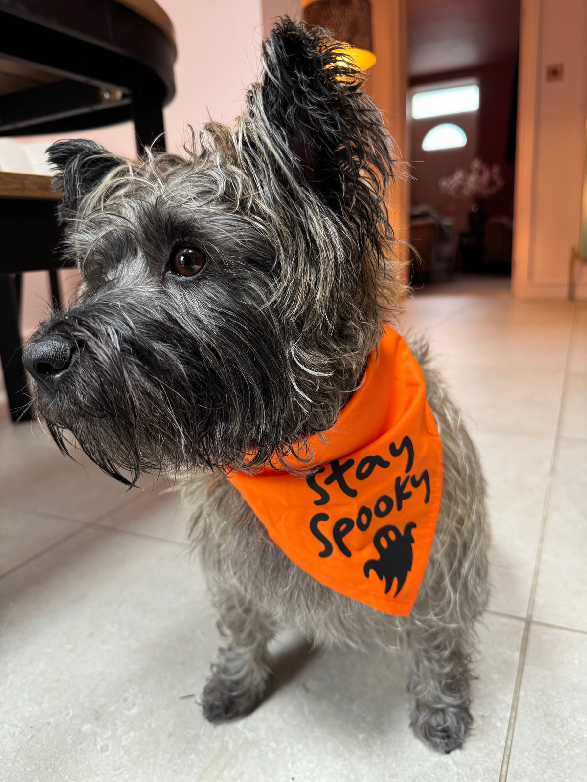 'Stay Spooky' Halloween Bandana