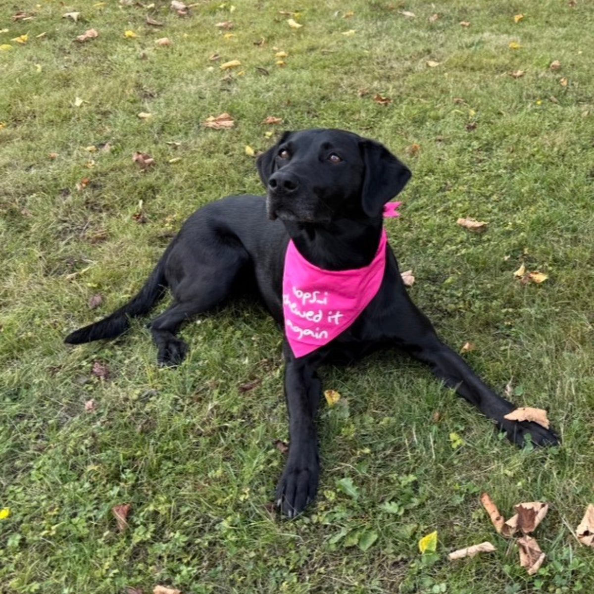 'Oops...I Chewed It Again' Bandana