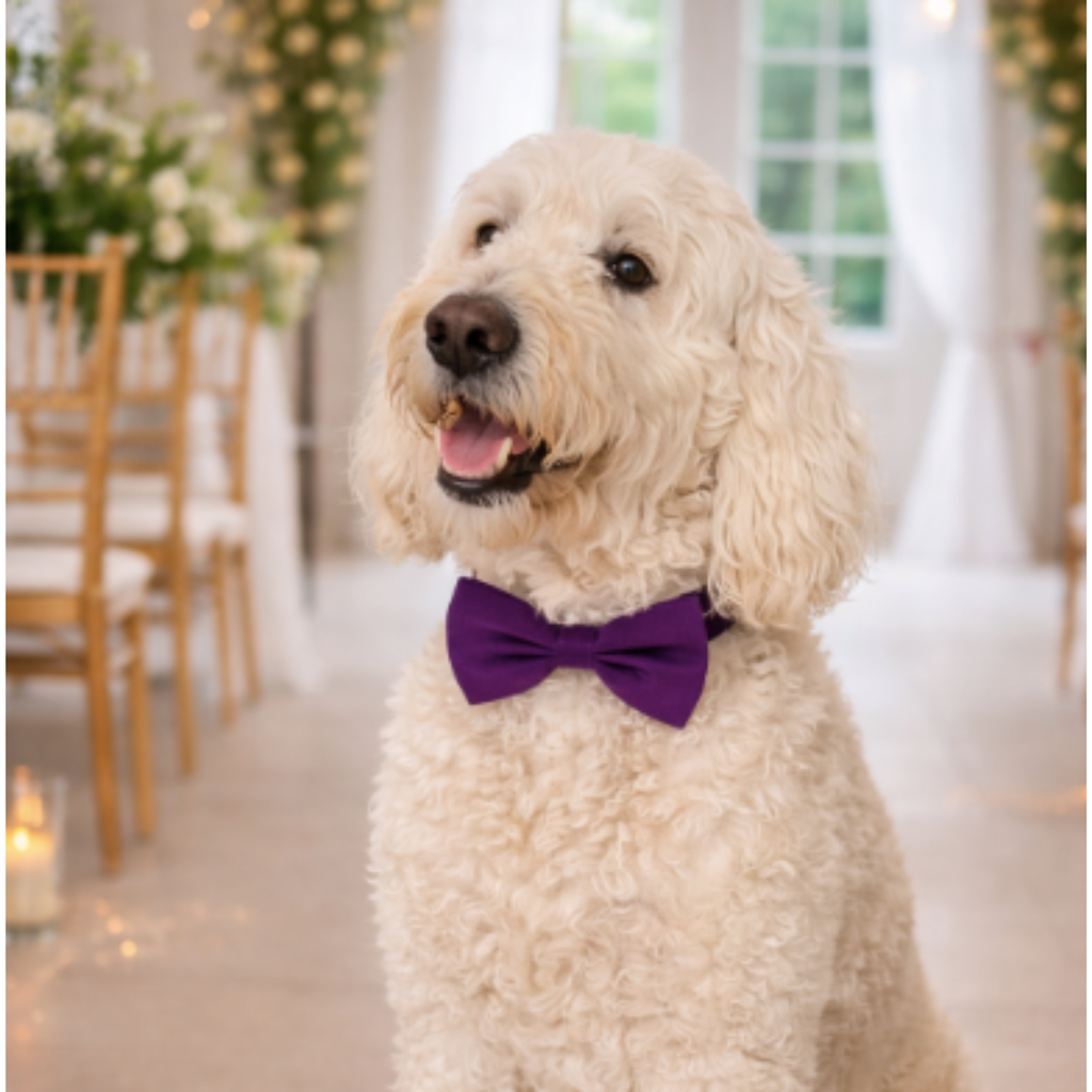 Purple Velvet Bow Tie